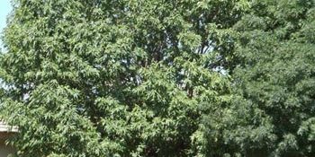 What Trees Are Native To The Phoenix Valley?