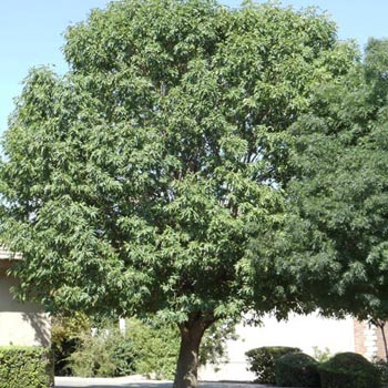 bonita ash tree height