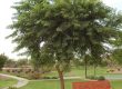New Build Yard In Queen Creek? Start With Shade Before You Buy Plants