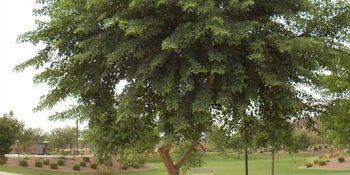 New Build Yard In Queen Creek? Start With Shade Before You Buy Plants