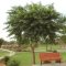New Build Yard In Queen Creek? Start With Shade Before You Buy Plants