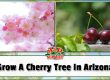 Growing A Cherry Tree In Arizona