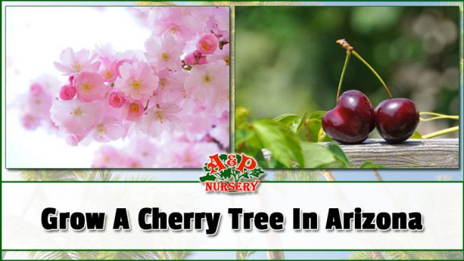Growing A Cherry Tree In Arizona Growing A Cherry Tree In Arizona