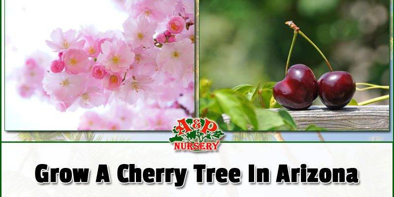 Growing A Cherry Tree In Arizona
