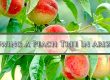 Growing A Peach Tree in Arizona