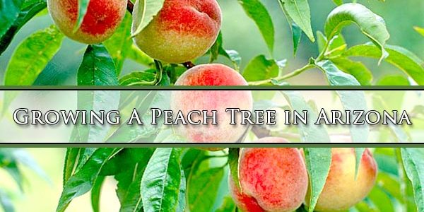 Growing A Peach Tree in Arizona