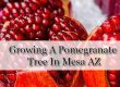 Growing A Pomegranate Tree In AZ
