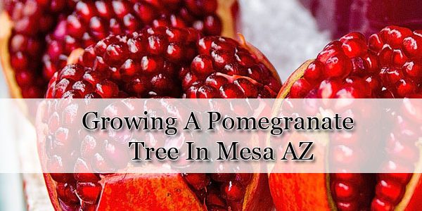 Growing A Pomegranate Tree In AZ Growing A Pomegranate Tree In AZ