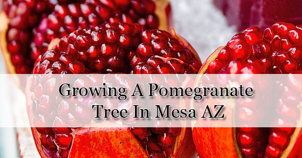 Growing A Pomegranate Tree In AZ