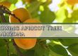 Growing Apricot Trees In Arizona