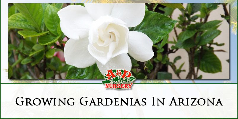 Growing Gardenias In Arizona