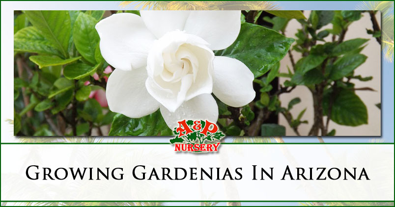 Growing Gardenias In Arizona