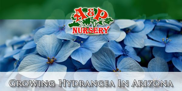 Growing Hydrangea In Arizona