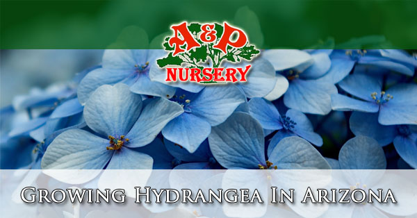 Growing Hydrangea In Arizona