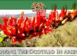 Growing The Ocotillo In Arizona