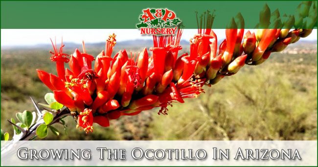 Growing The Ocotillo In Arizona Growing The Ocotillo In Arizona
