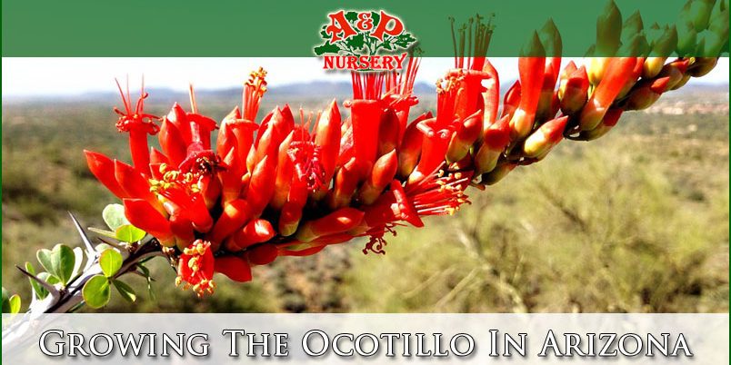 Growing The Ocotillo In Arizona