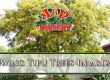 Growing Tipu Trees In Arizona