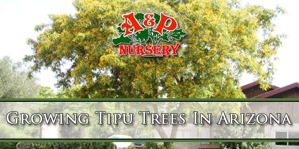Growing Tipu Trees In Arizona