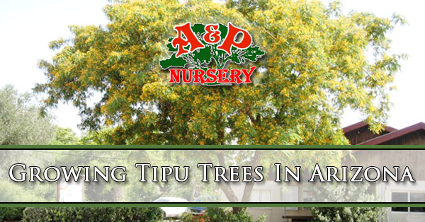 Growing Tipu Trees In Arizona Growing Tipu Trees In Arizona