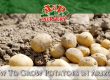 How To Grow Potatoes in Arizona