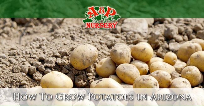 How To Grow Potatoes in Arizona How To Grow Potatoes in Arizona