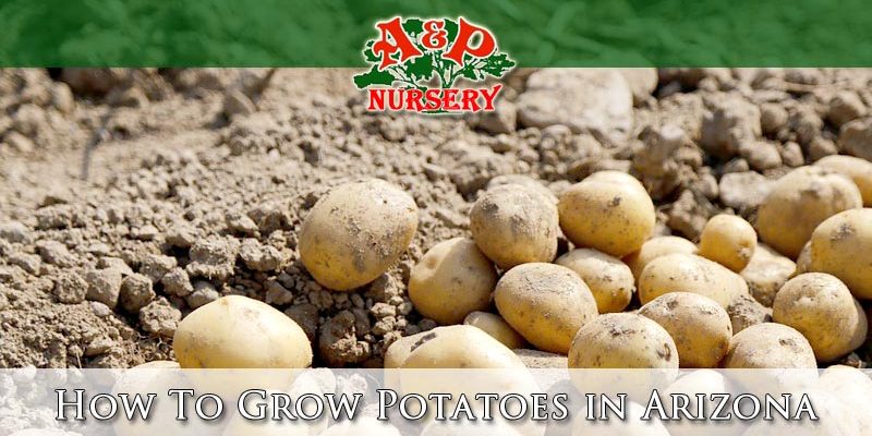 How To Grow Potatoes in Arizona