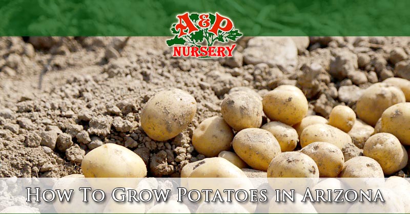 How To Grow Potatoes in Arizona