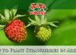 How to Plant Strawberries in Arizona