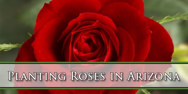 Planting Roses in Arizona