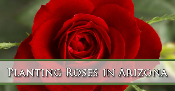 Planting Roses in Arizona Planting Roses in Arizona