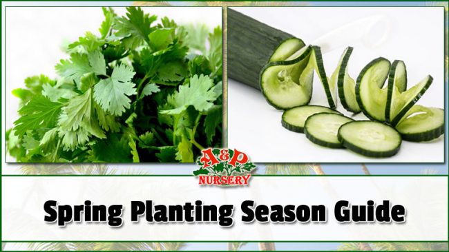 Planting Season Arizona