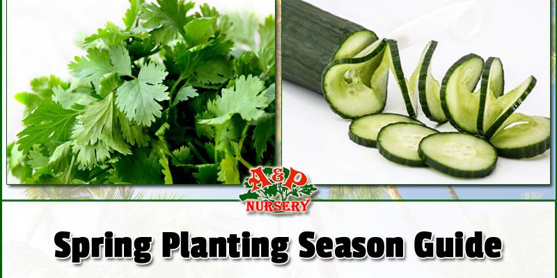 Planting Season Arizona