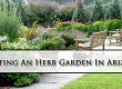 Starting An Herb Garden In Arizona