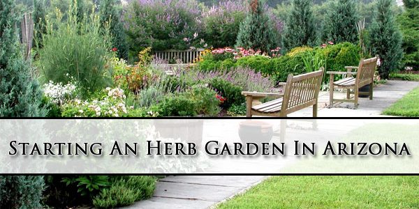 Starting An Herb Garden In Arizona