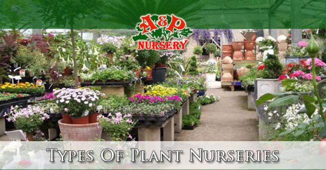 Types Of Plant Nurseries