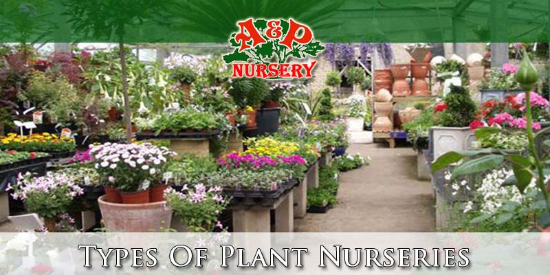 Types Of Plant Nurseries