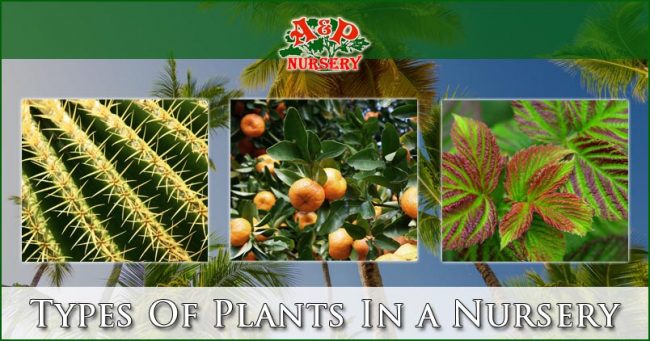 Types Of Plants In a Nursery