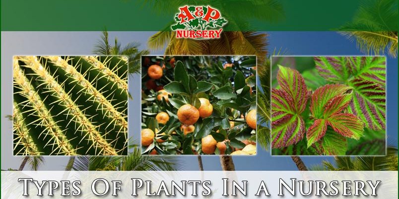 Types Of Plants In a Nursery