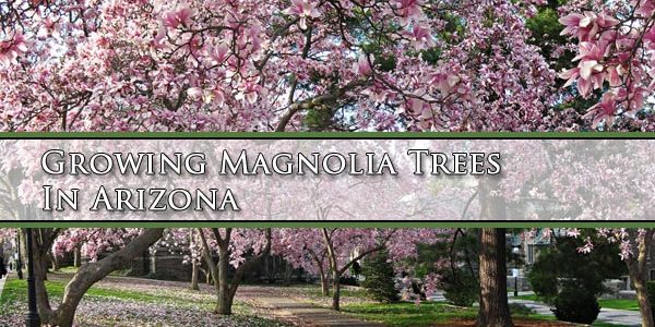 growing-magnolia-trees-in-arizona