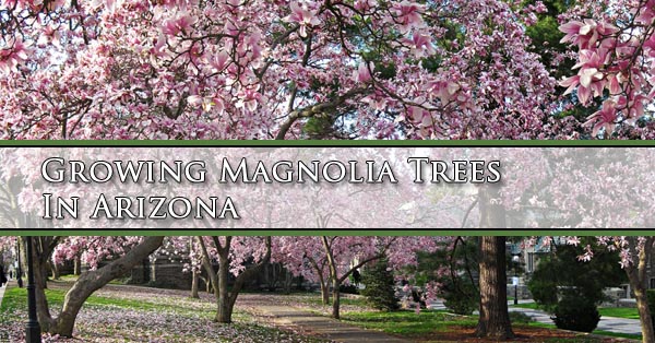 growing-magnolia-trees-in-arizona