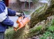 How To Cut Down A Small Tree