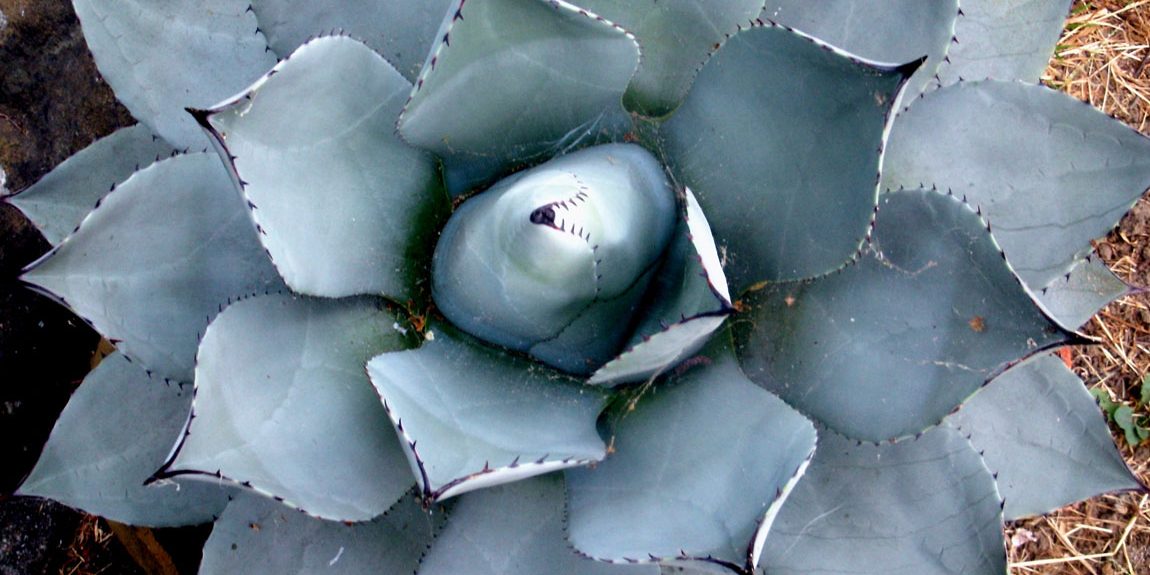 What Bushes Are Native to Arizona? What Bushes Are Native to Arizona?