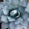 What Bushes Grow Best In The Phoenix Valley?