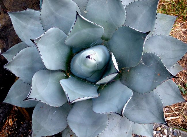 What Bushes Are Native to Arizona?