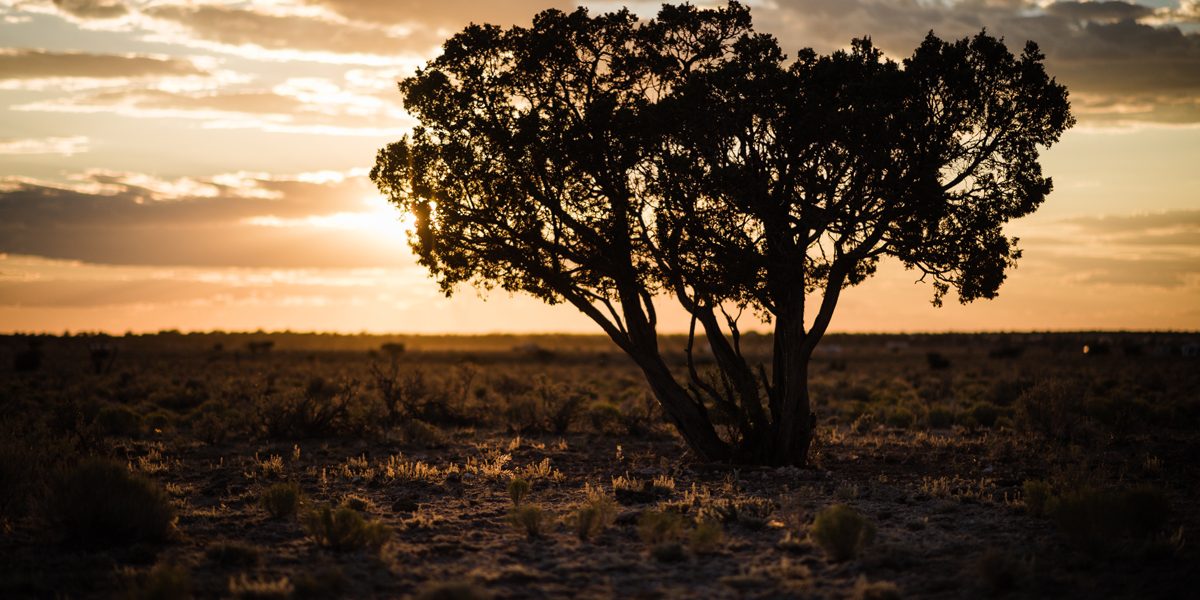 Arizona Shade Trees That Don't Shed