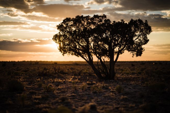 Arizona Shade Trees That Don’t Shed Arizona Shade Trees That Don't Shed