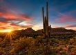 How Much Does A Saguaro Cactus Cost?