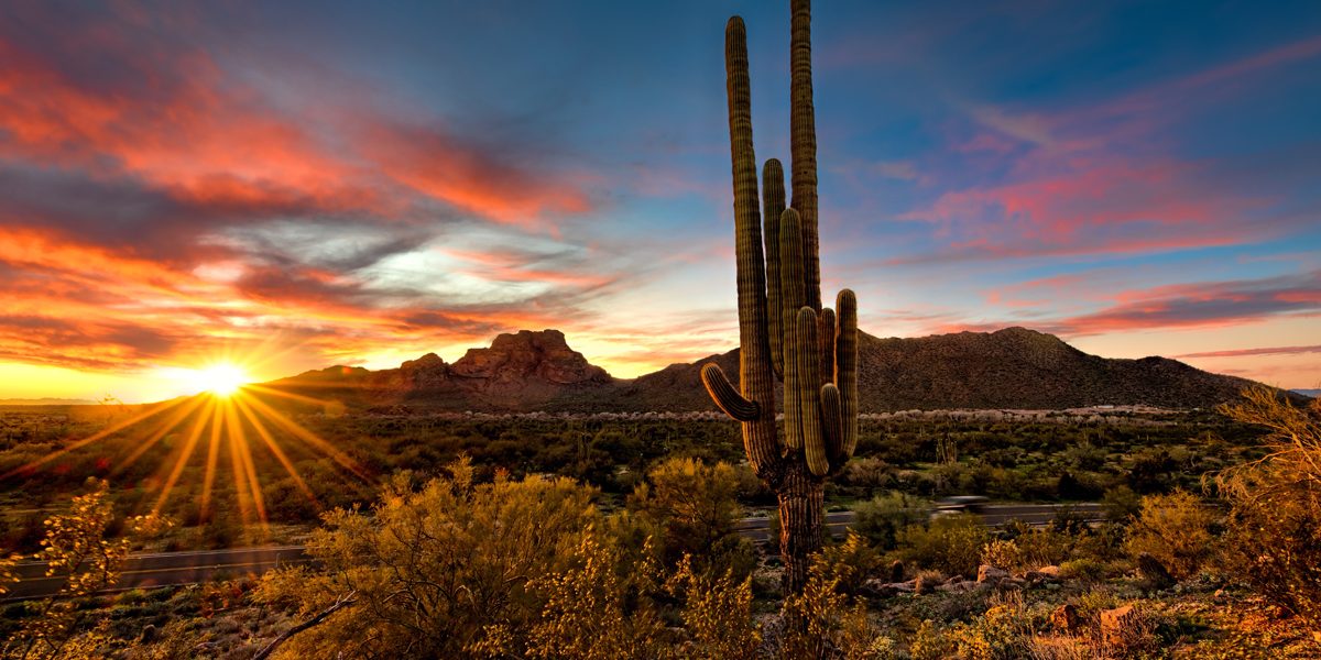 How Much Does A Saguaro Cactus Cost?