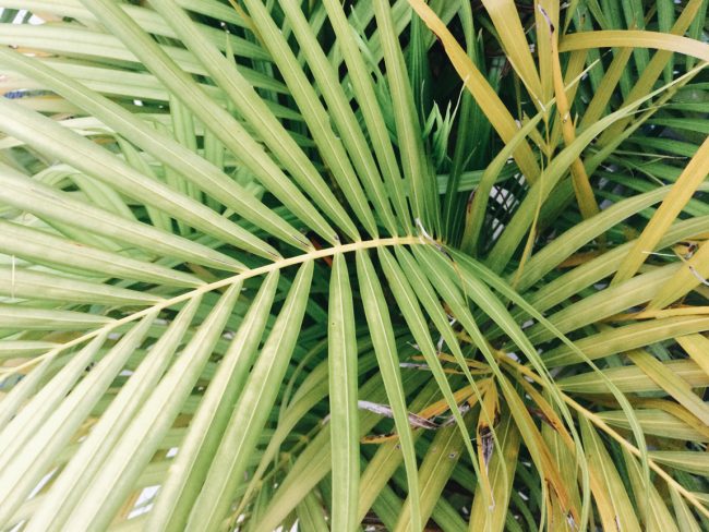 What Are Palm Fronds What Are Palm Fronds